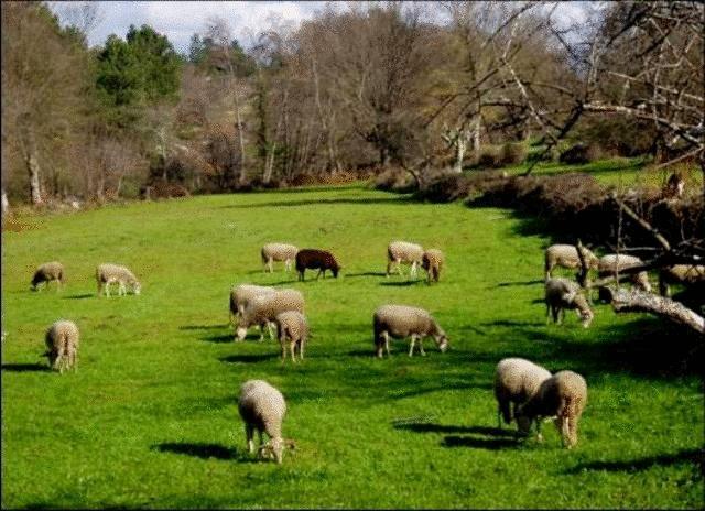 Quinta Do Lagar Da Moira Otel Vila Franca da Serra Dış mekan fotoğraf