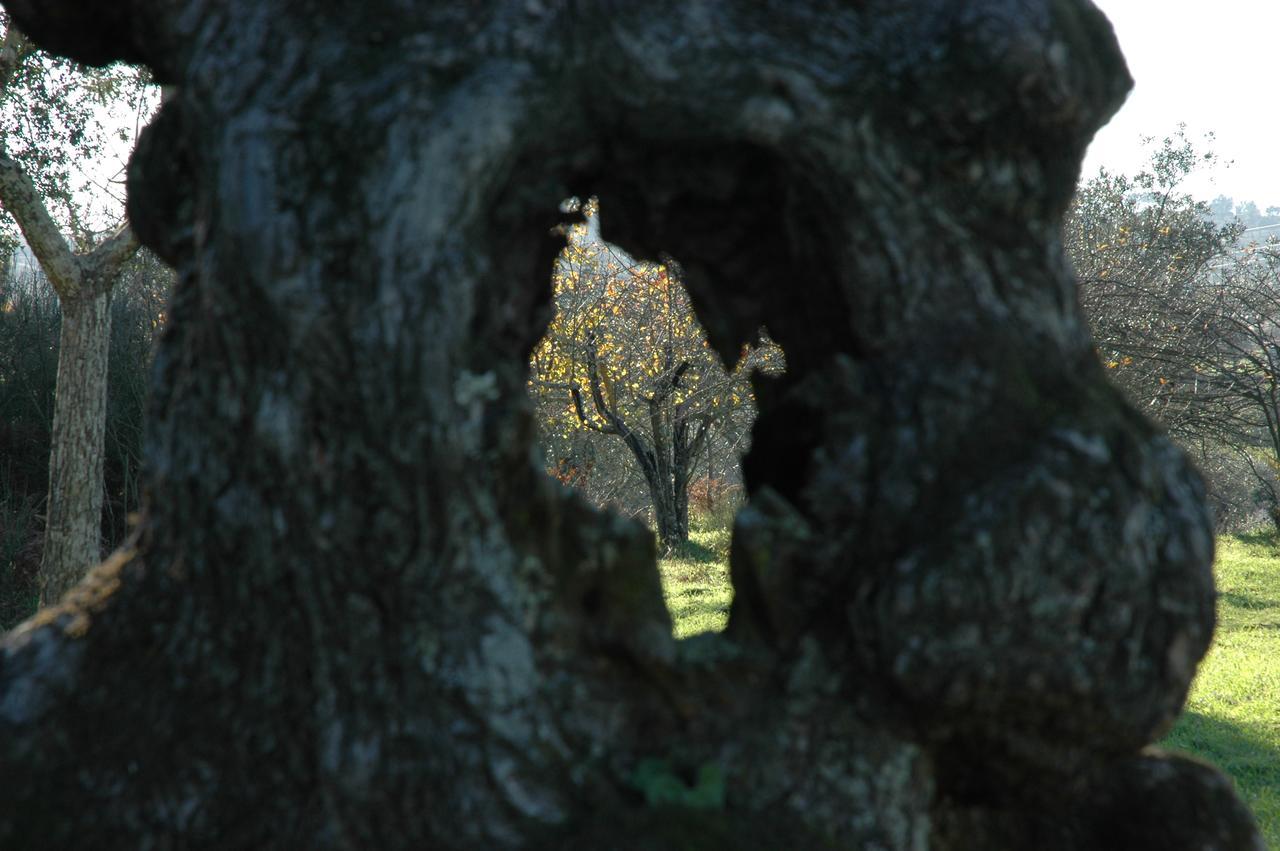 Quinta Do Lagar Da Moira Otel Vila Franca da Serra Dış mekan fotoğraf
